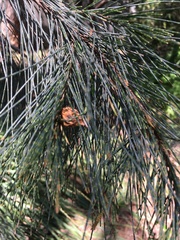 Allocasuarina littoralis