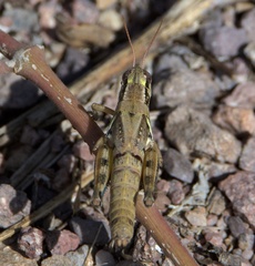 Melanoplus lakinus