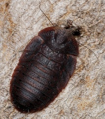 Laxta granicollis