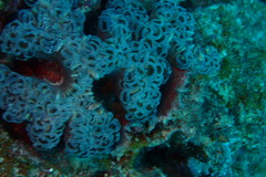 Fimbriaphyllia ancora