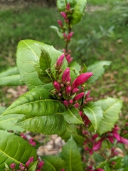 Graptophyllum ilicifolium