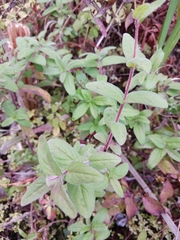 Epilobium parviflorum