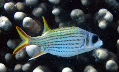 Neoniphon sammara