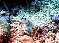 Amblyeleotris steinitzi