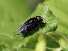 Australophyra rostrata