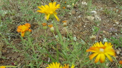 Grindelia inuloides