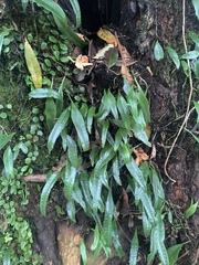 Lemmaphyllum rostratum