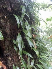 Lemmaphyllum rostratum