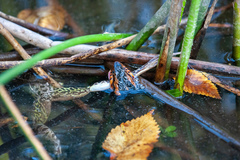 Nerodia fasciata confluens