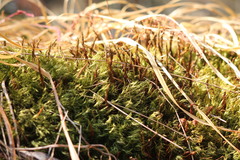 Aulacomnium palustre