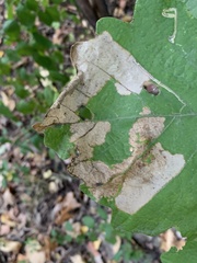 Nepticuloidea