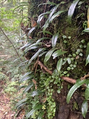 Lemmaphyllum rostratum