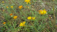 Grindelia inuloides