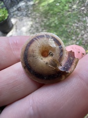 Caracolus marginella