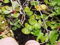 Dichondra brevifolia