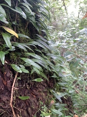 Lemmaphyllum rostratum