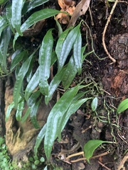 Lemmaphyllum rostratum