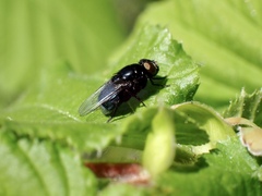 Australophyra rostrata