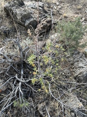 Chamaebatiaria millefolium