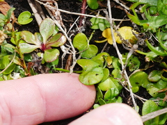 Dichondra brevifolia