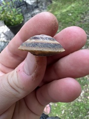 Caracolus marginella