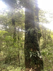 Lemmaphyllum rostratum