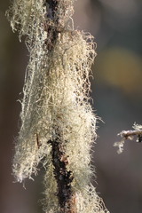 Usnea dasopoga