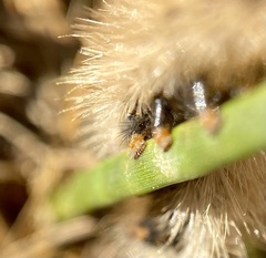 Phragmatobia
