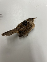 Cistothorus stellaris