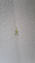 Ceraeochrysa lineaticornis