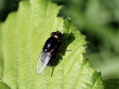 Australophyra rostrata