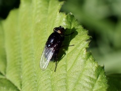 Australophyra rostrata