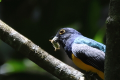 Trogon caligatus