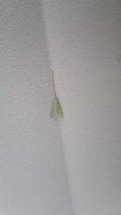 Ceraeochrysa lineaticornis