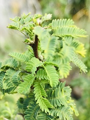 Vachellia
