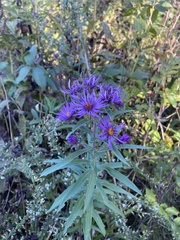 Symphyotrichum sericeum