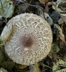 Chlorophyllum olivieri