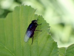 Australophyra rostrata