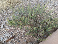 Ambrosia acanthicarpa