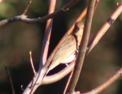 Passerina cyanea