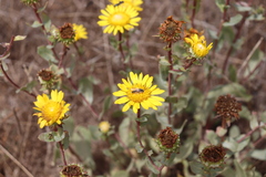 Grindelia stricta platyphylla