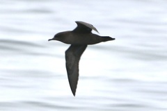 Ardenna tenuirostris