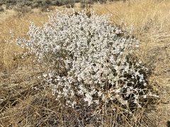 Eriogonum niveum
