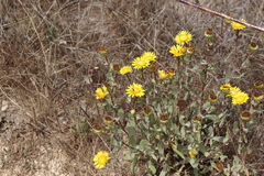 Grindelia stricta platyphylla