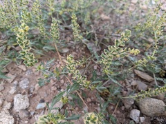 Ambrosia acanthicarpa