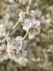 Eriogonum niveum
