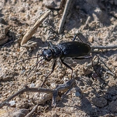 Cicindela obsoleta
