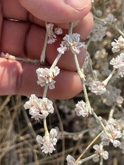 Eriogonum niveum