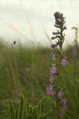 Lobelia fenestralis