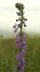 Lobelia fenestralis